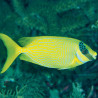 Siganus Puellus : 10 à 12 cm